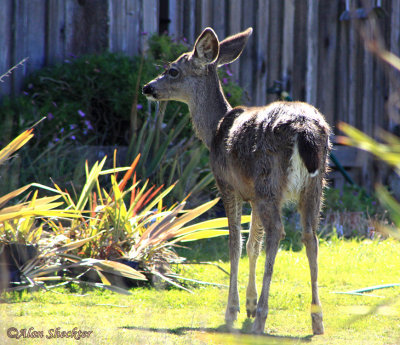 Young resident deer
