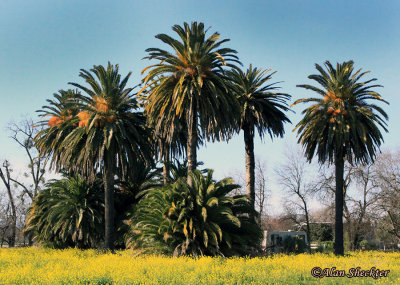 Returning home, just outside of the tiny town of Princeton, Calif.