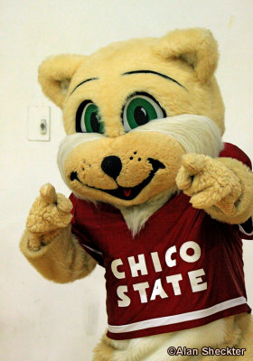 The Chico State Wildcat