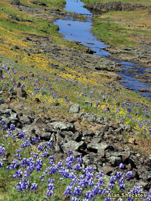 Table Mountain