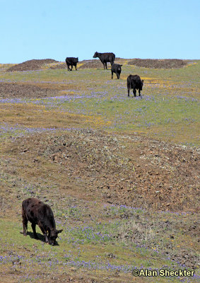 Table Mountain residents