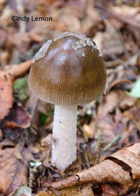 Mushroom on Trail To Andrews Bald 