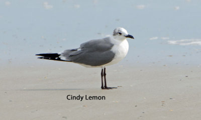Laughing Gull - Winter Adult