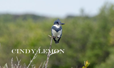 Belted Kingfisher at MINWR