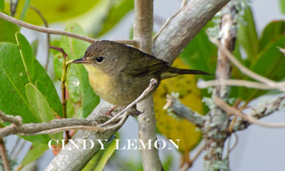 Common Yellow Throat Female