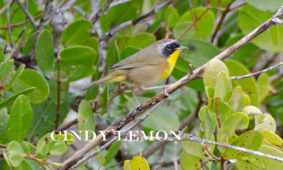 Common Yellowthroat Male