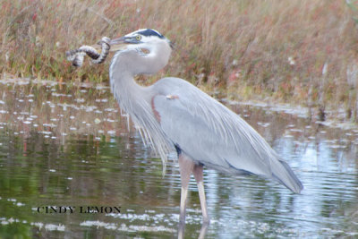 Great Blue Heron with Snake