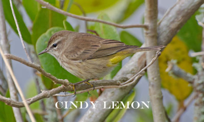 Yellow Rumped Warbler 3