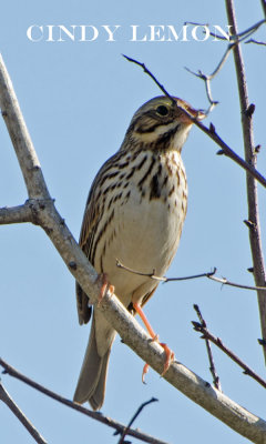 Savannah Sparrow