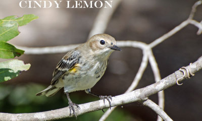 Yellow Rumped Warbler
