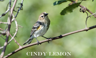 Yellow Rumped Warbler 2