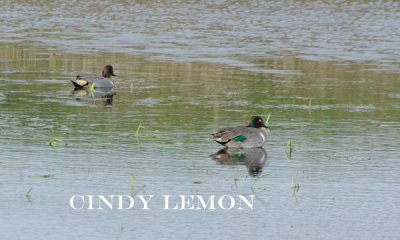 Green Winged Teal