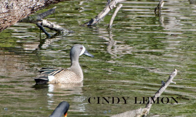 Blue Winged Teal Male