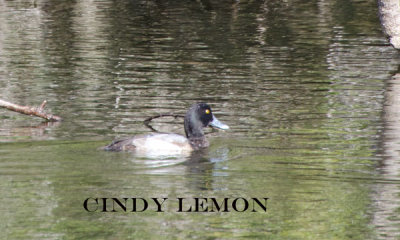 Greater Scaup