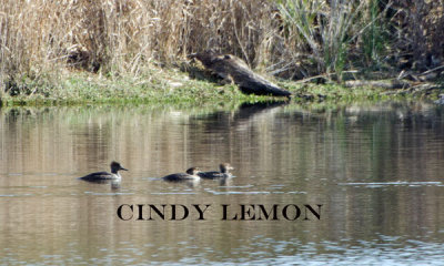 Hooded Mergansers