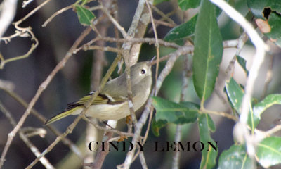 Ruby Crowned Kinglet