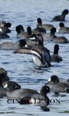 Lesser Scaup