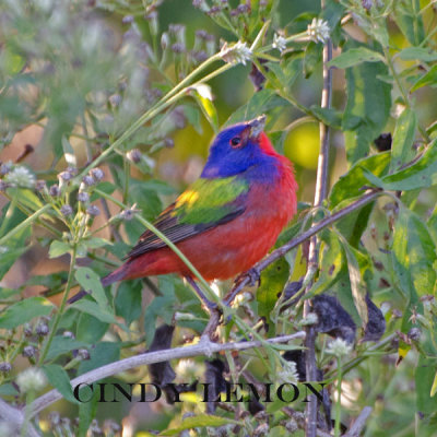 Male Painted Bunting 2