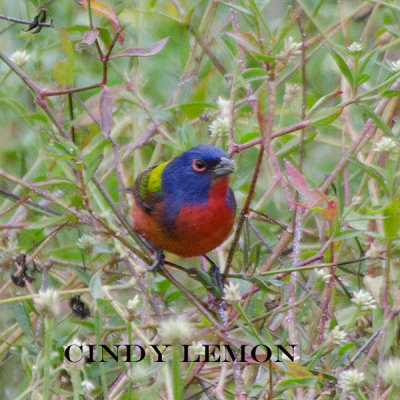 Male Painted Bunting 3