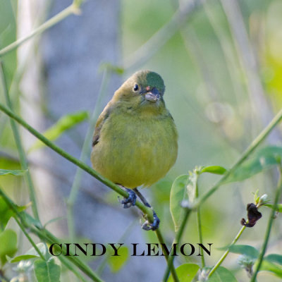 Female Painted Bunting 2