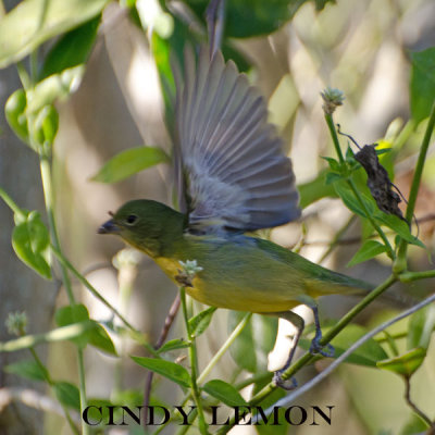 Female Painted Bunting In Flight