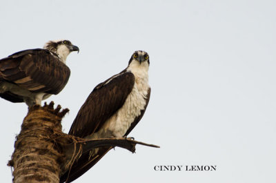 Osprey at Everglades
