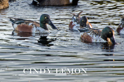 Northern Shoveler
