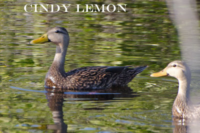 Mottled Duck