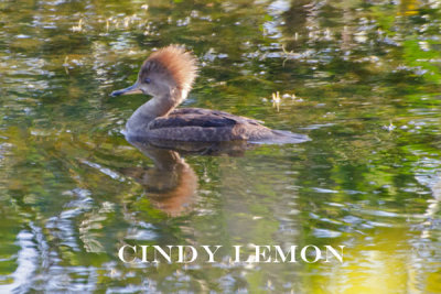 Hooded Merganser Female