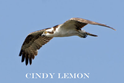 Osprey In Flight