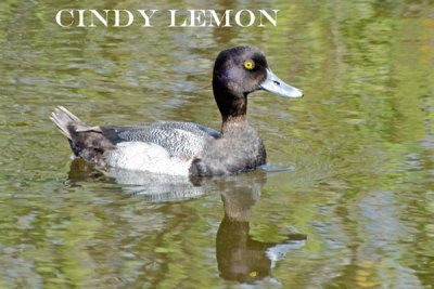 Lesser Scaup
