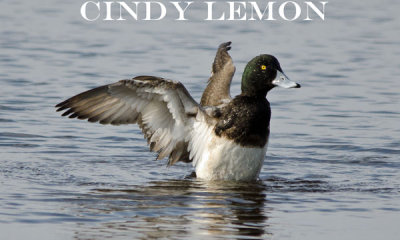 Greater Scaup Taking Off