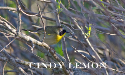 Common Yellowthroat