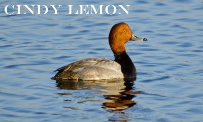 Redhead Duck