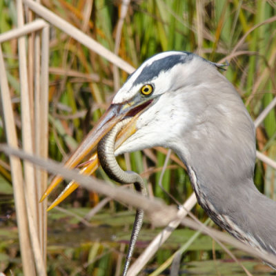Great Blue Heron with Snake