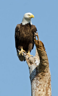Bald Eagle