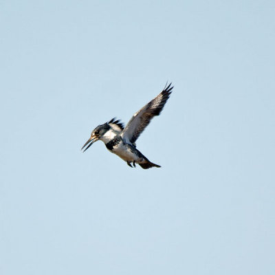 Belted Kingfisher