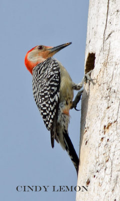 Red Bellied Woodpecker