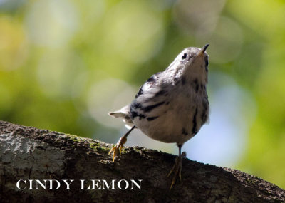 Black and White Warbler 3
