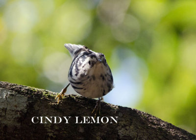 Black and White Warbler 2