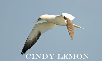 Northern Gannet