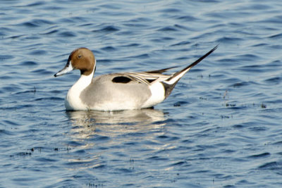 Geese, Swans and Ducks of Southeastern US