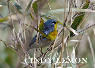 Northern Parula - Stevens Creek Preserve