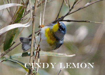 Northern Parula 2 at Stevens Creek Preserve