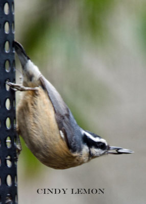 Red Breasted Nuthatch