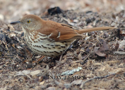 Brown Thrasher