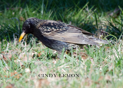 European Starling