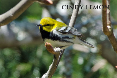 Black Throated Green Warbler