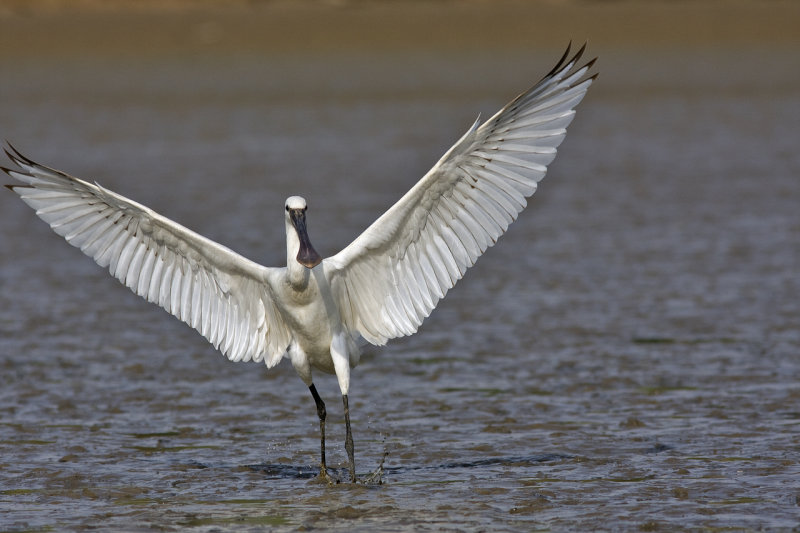 Spoonbill
