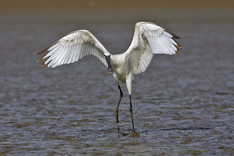 Spoonbill